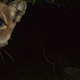 Illustration for article titled Oh Hai! Amazing Photos Capture LA's Newest Baby Mountain Lions